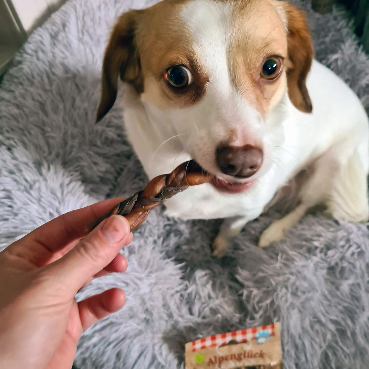 Carnello Hund Testpaket