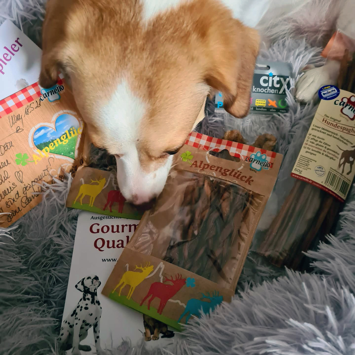 Carnello Hund Testpaket