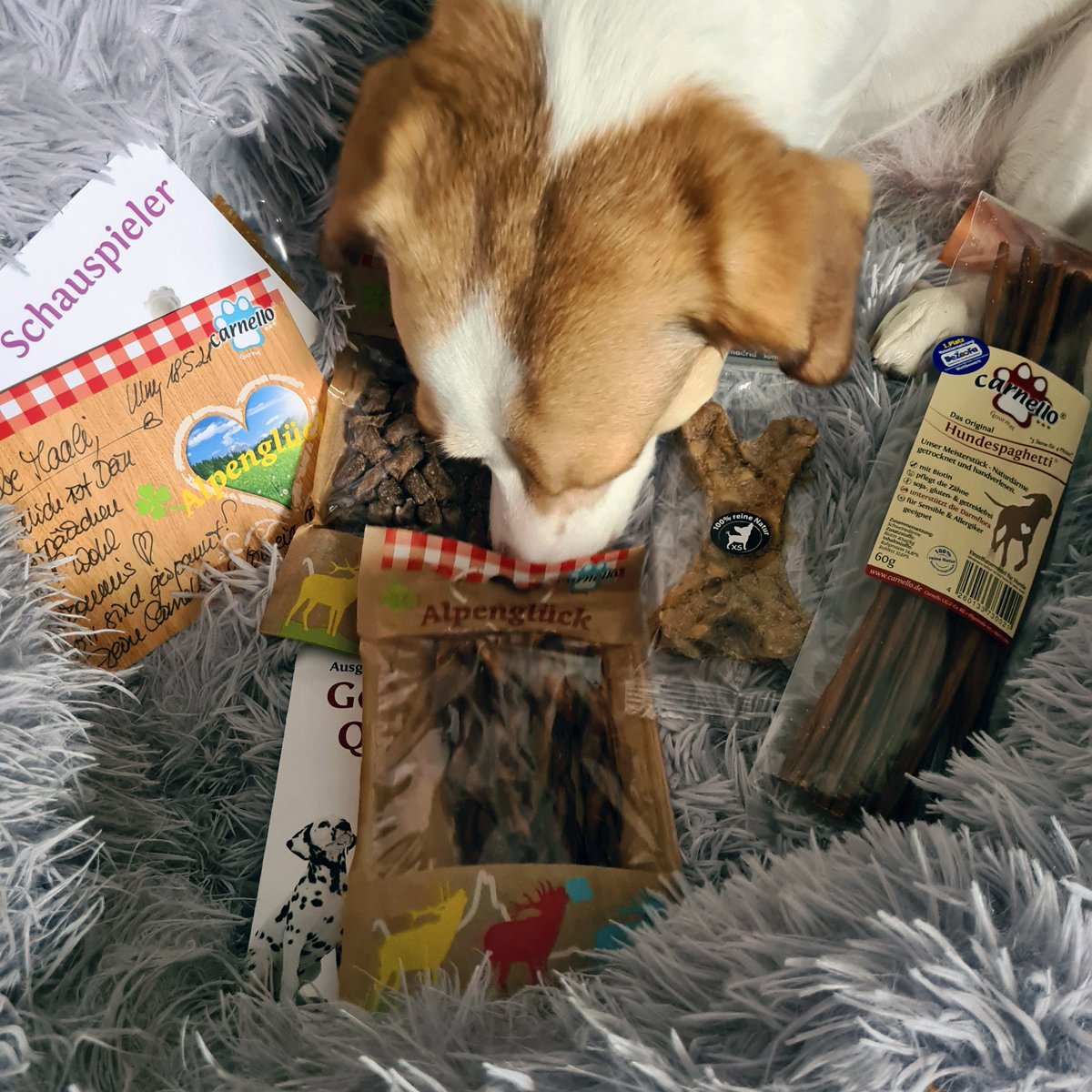 Carnello Hund Testpaket