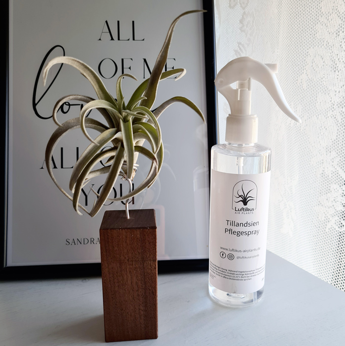 Luftikus Airplants Test