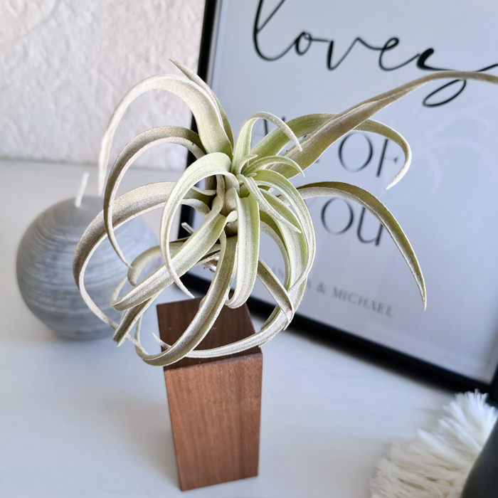 Luftikus Airplants Test