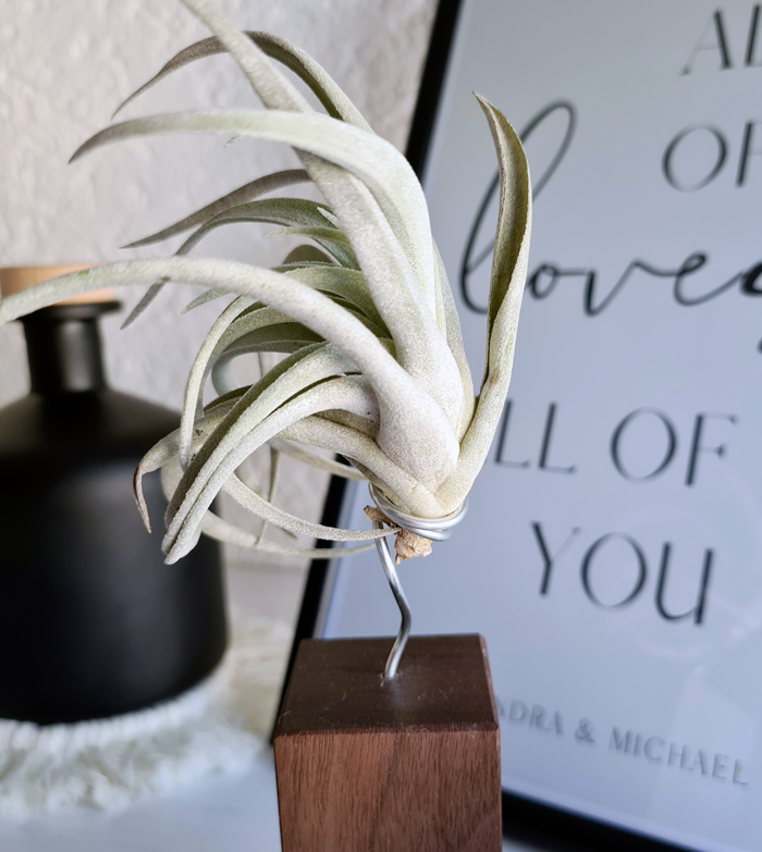 Luftikus Airplants Test