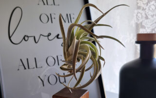 Luftikus Airplants Test