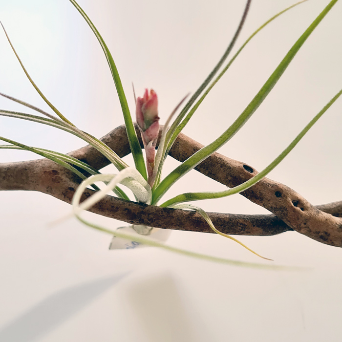 Tillandsien Testpaket