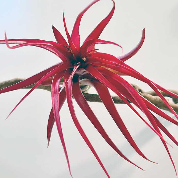 Tillandsien Testpaket