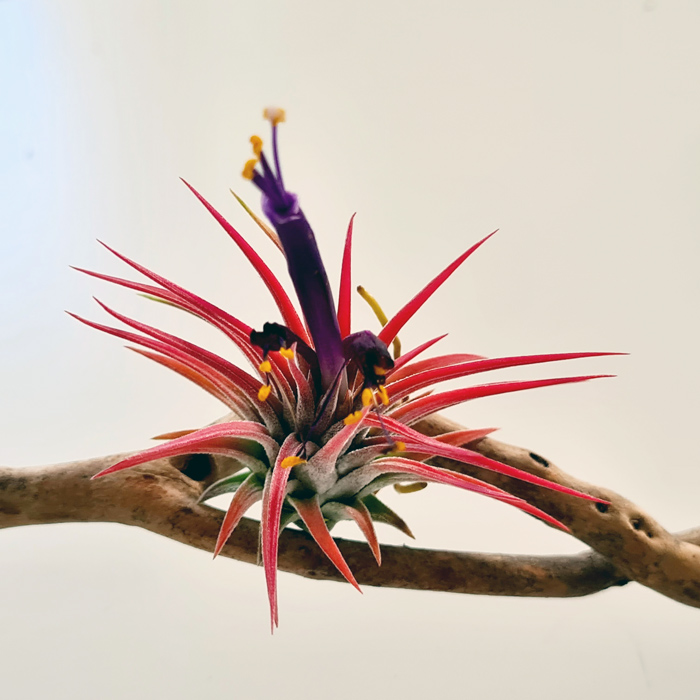 Tillandsien Testpaket