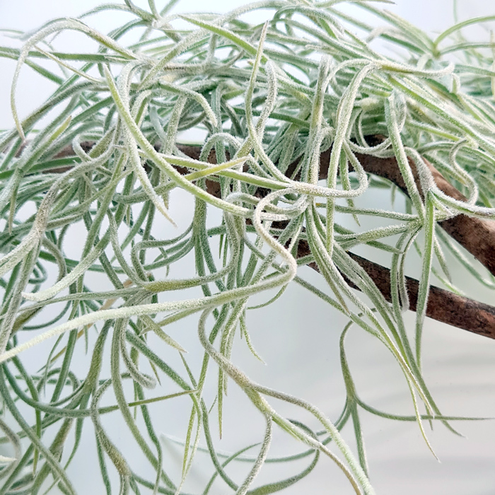 Tillandsien Testpaket