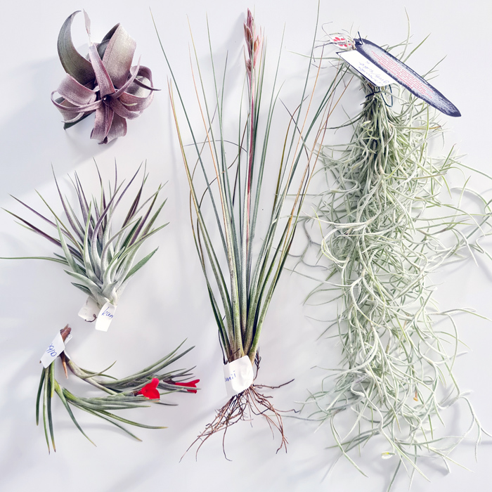 Tillandsien Testpaket