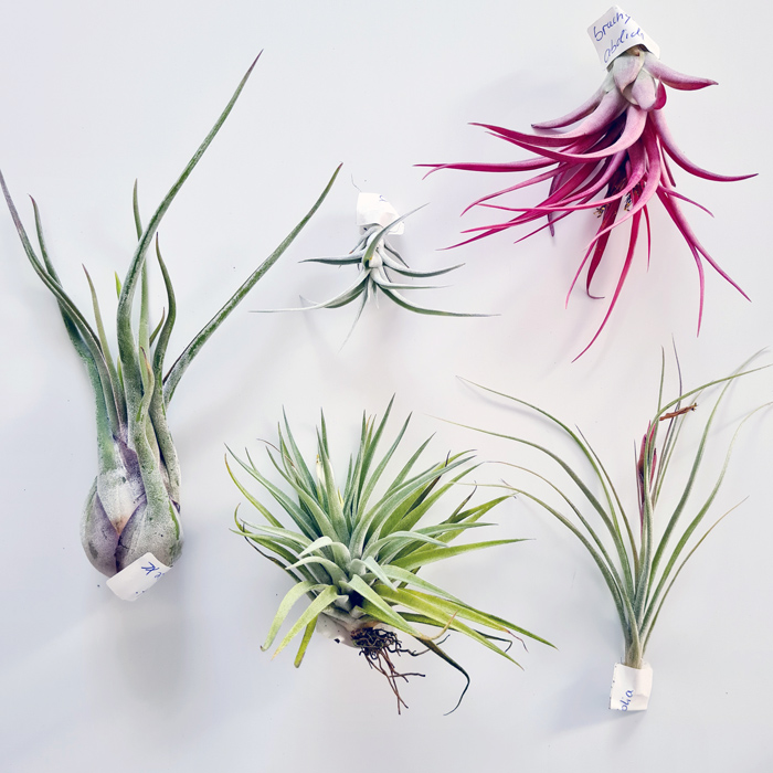 Tillandsien Testpaket