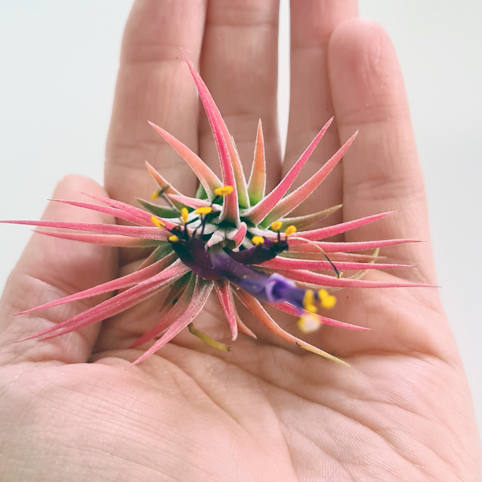 Tillandsien Testpaket