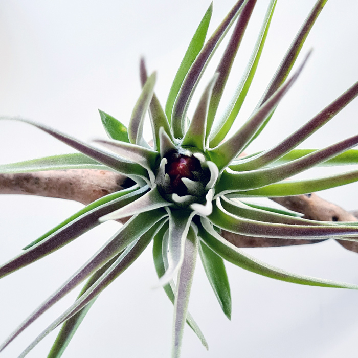 Tillandsien Testpaket