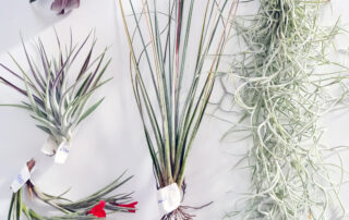 Tillandsien Testpaket